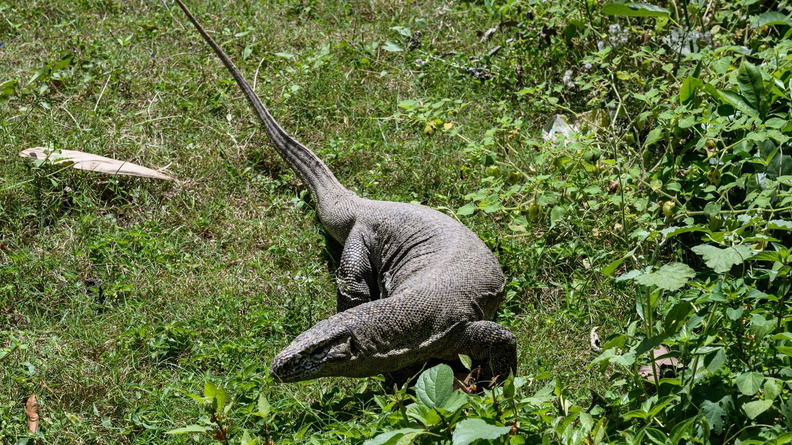 Bengal Monitor, or Common Indian Monitor (Varanus bengalensis), Tehatta, India